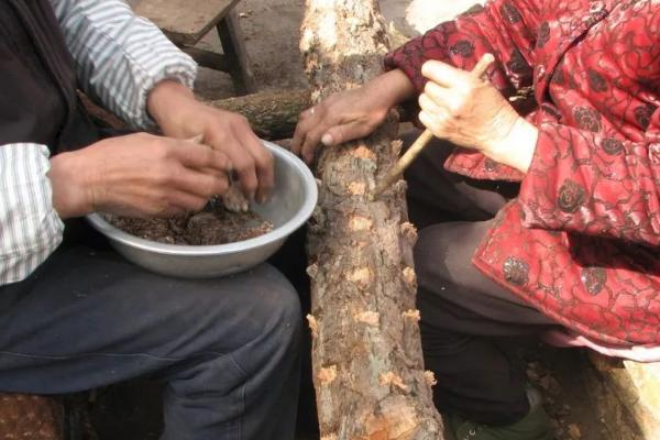 哪里有茯苓种子卖，建议到当地种子公司买