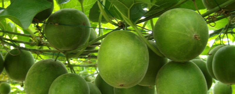 常见的罗汉果品种介绍，拉江果最为常见