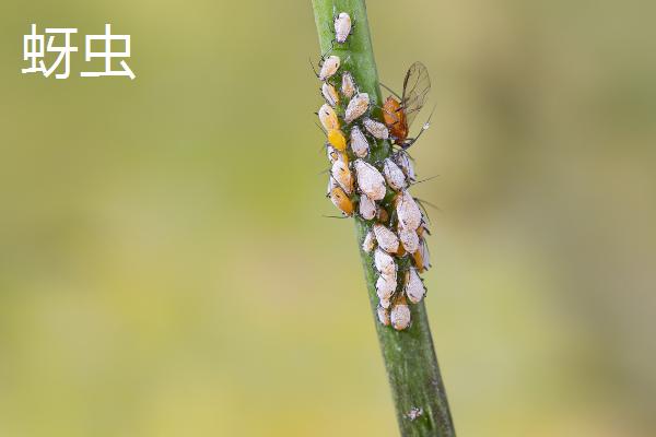 四季樱草常见病虫害怎么防治，主要有潜叶蝇、蚜虫、灰霉病