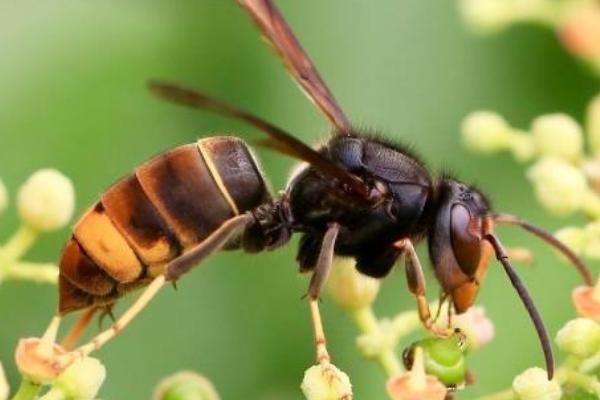 黄腰胡蜂是什么，又叫黄腰虎头蜂、大褐胡蜂