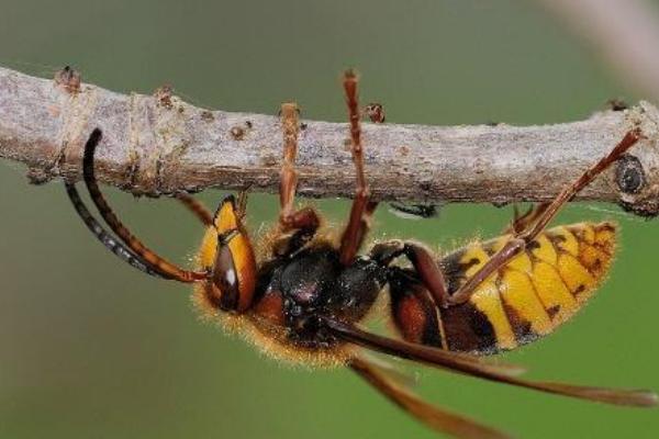 黑盾胡蜂的毒性如何，在我国各地田野和林间常见