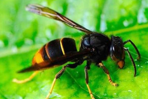 黑盾胡蜂的毒性如何，在我国各地田野和林间常见