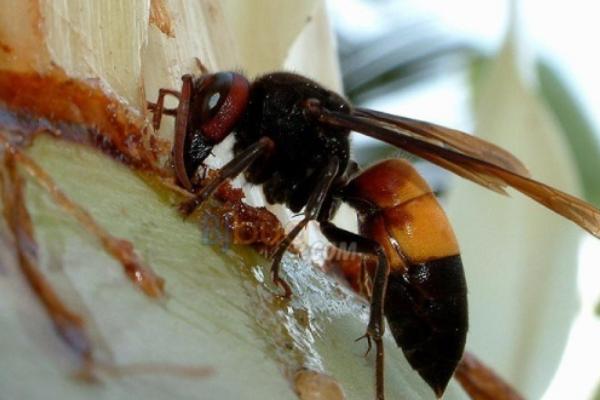 黄腰胡蜂是什么，又叫黄腰虎头蜂、大褐胡蜂