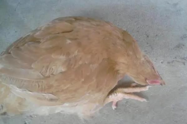 鸡生病了会有哪些症状，首先看它吃食情况