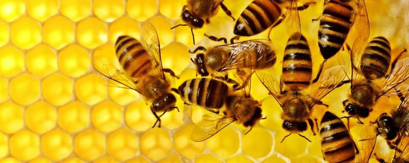 什么是中蜂囊状幼虫病，属于急性传染病