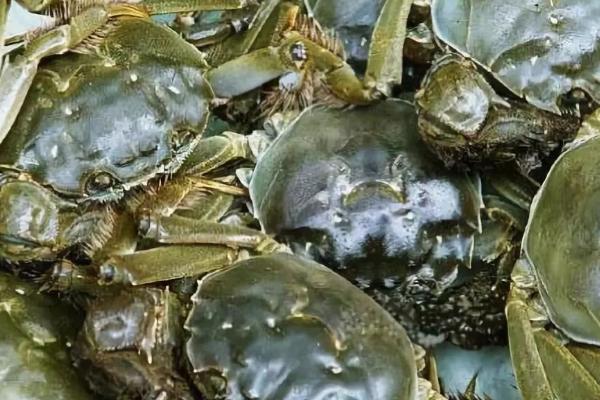 白泥湖乡大闸蟹的产地，被评为市级名牌产品