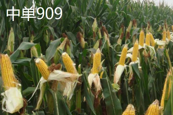 高产玉米品种有哪些，品种不同适用的地区不同
