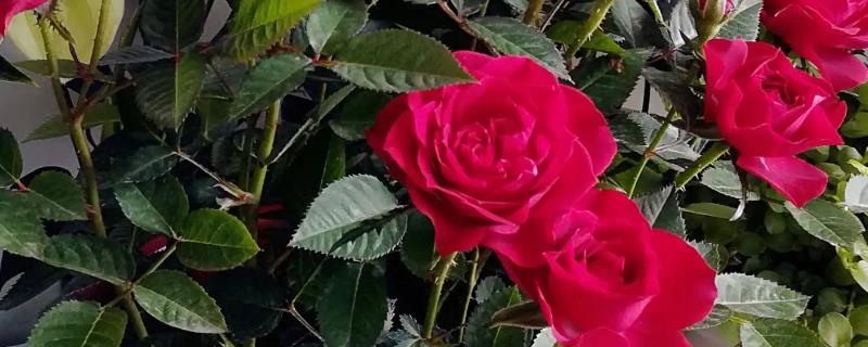 19朵玫瑰花的寓意，是世界著名的爱情之花