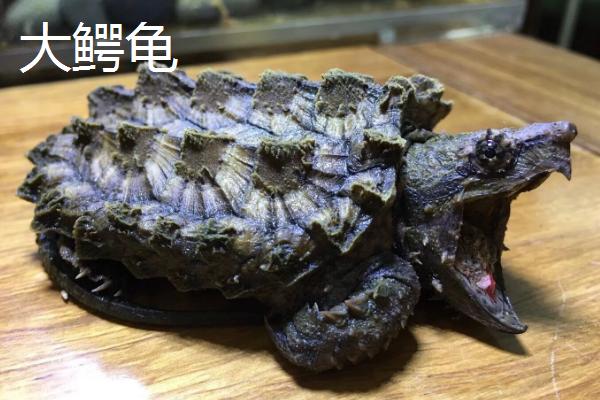 小鳄龟冬眠注意事项，大鳄龟和小鳄龟品种不同
