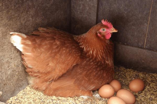 先有蛋还是先有鸡，千古之谜终于揭开