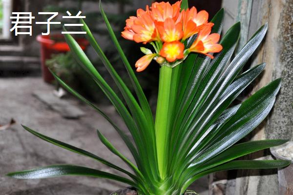 八大旺宅的植物推荐，发财树、平安树榜上有名