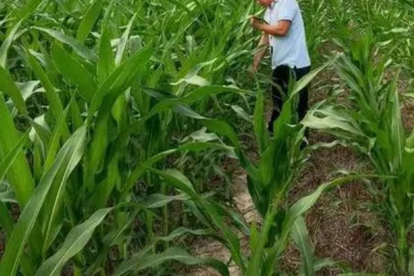 玉米小垄密种植技术，65至70厘米小垄上选耐密型品种