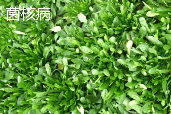 罗汉菜病虫害有哪些，不同病症需采取不同防治方法
