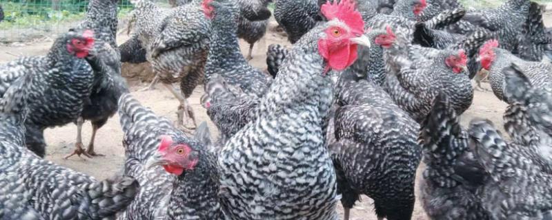 芦花鸡的市场价格与养殖前景，肉质紧实且所产鸡蛋的品质较好