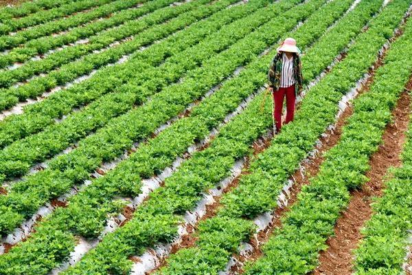 春季花生施肥知技巧，有机肥料为主化学肥料为辅