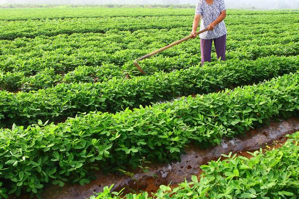 春季花生施肥知技巧，有机肥料为主化学肥料为辅