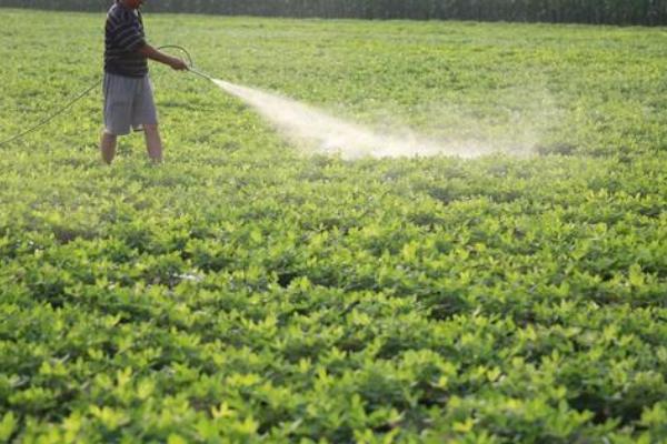 春季花生施肥知技巧，有机肥料为主化学肥料为辅