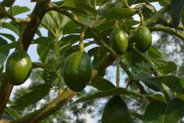 牛油果防虫方法，合理施肥和清理果园能有效控制