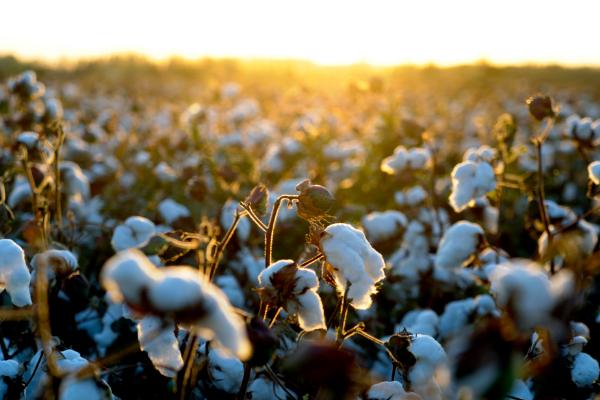 尤卡坦棉是什么棉花品种，原产地在墨西哥