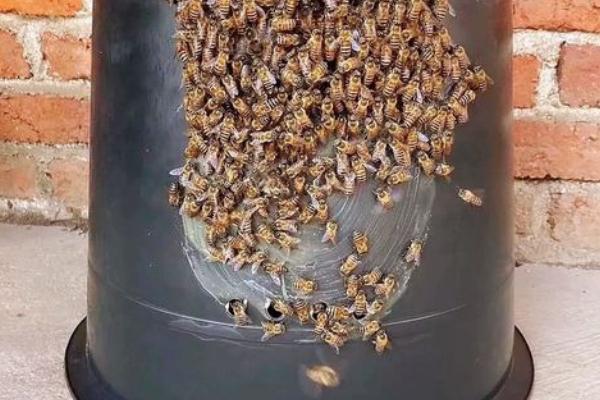 诱蜂桶的塑料味怎么去除，巢门附近也要刷蜂蜡
