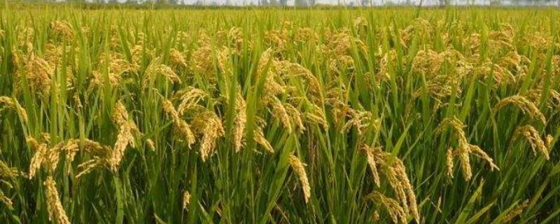 早籼1903水稻种子介绍，中抗稻曲病（病穗率3.0%）