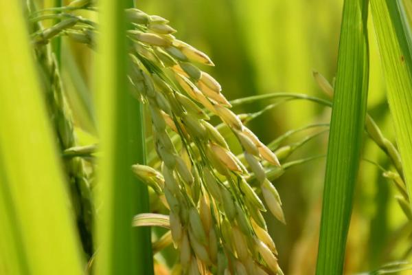 两优58水稻种简介，每亩插足基本苗6万以上