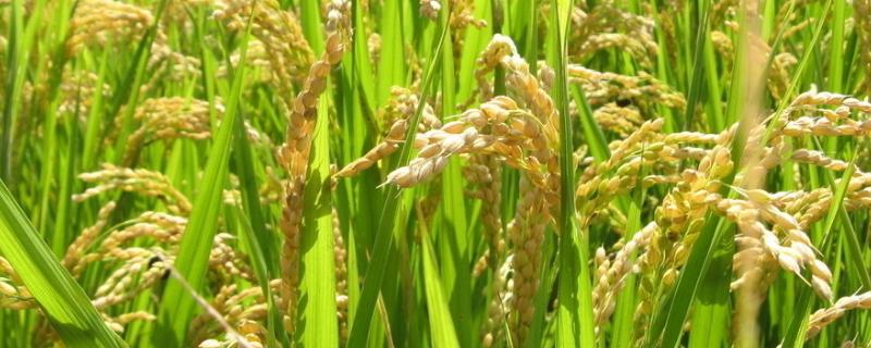 齐两优2118水稻种简介，亩秧田播种量10-15千克