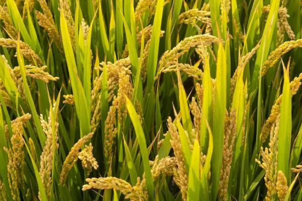 永两优206水稻种子特点，全生育期135.8天