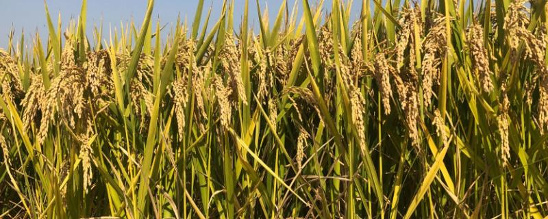 永两优206水稻种子特点，全生育期135.8天
