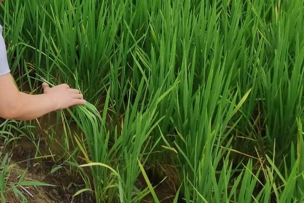 华浙优210水稻种子特点，一般6月中下旬播种