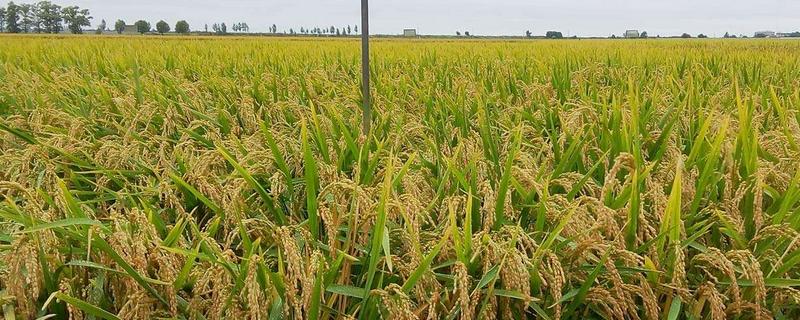 华浙优210水稻种子特点，一般6月中下旬播种