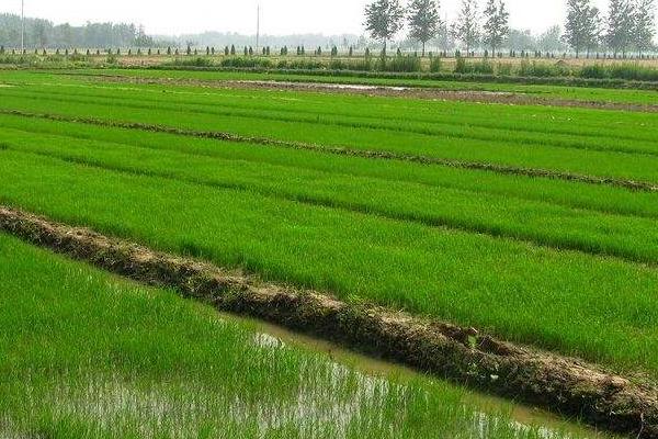 忠优508水稻种简介，每亩插足基本苗6万以上
