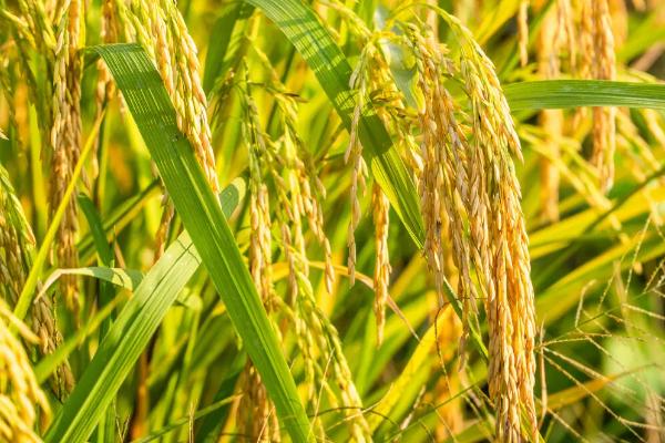 双优1103水稻种子特点，全生育期138.7天