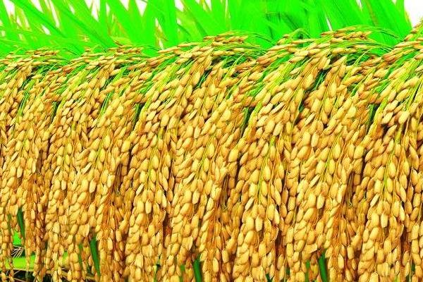 金禾优2617水稻种子特点，中抗稻瘟病