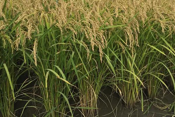 古早占水稻种子特点，秧田播种量每亩15千克