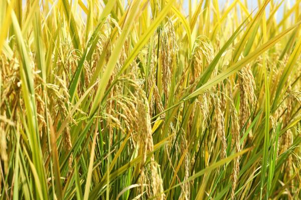 榕夏两优6328水稻种简介，全生育期139.7天