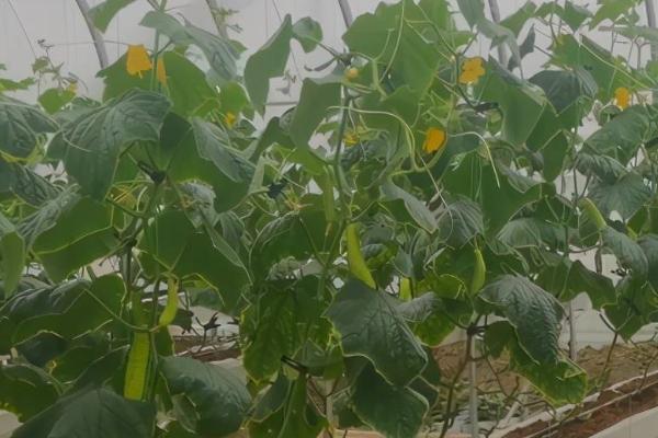 怎么防治黄瓜绿斑花叶病，可选种春秋绿、中农八号等抗病品种