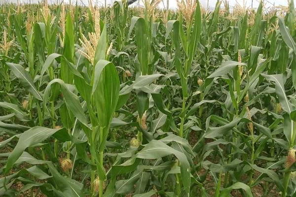 景糯307玉米品种的特性，注意防治玉米螟