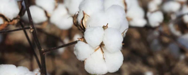 中棉所100907棉花种子简介，春棉转基因杂交品种