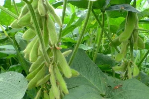 阜豆36大豆种子特征特性，适宜播期6月中下旬