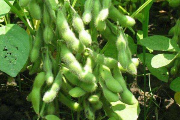 阜豆34大豆品种的特性，亩种植密度1.5万株左右