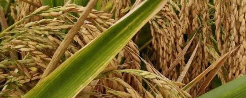 沪旱1517水稻种子介绍，每亩用种量3-5千克
