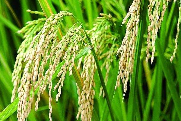 乐优456水稻品种的特性，中籼三系杂交水稻品种