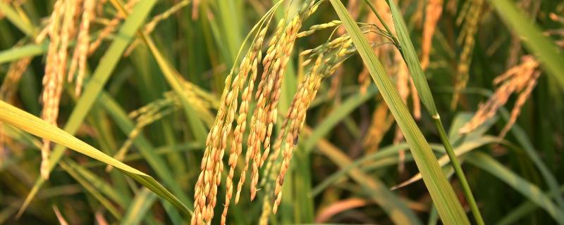 深两优华166水稻品种简介，中籼两系杂交水稻品种