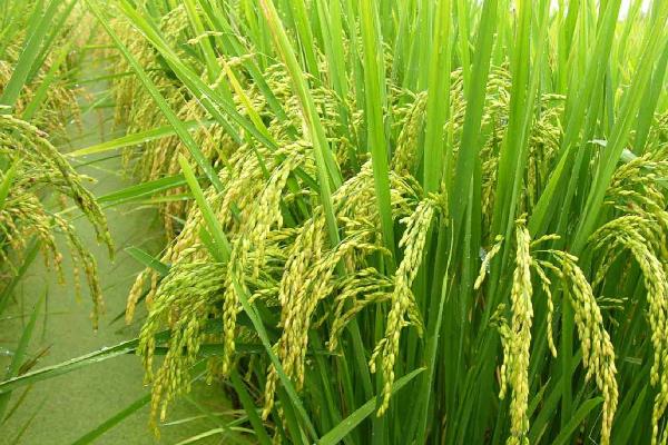 生两优1908水稻种简介，每亩插足基本苗6万以上
