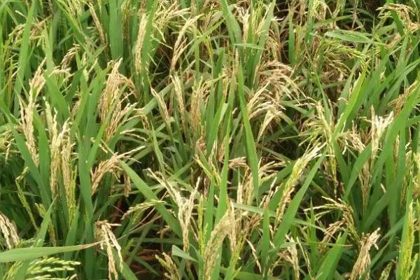 绿两优1806水稻品种简介，中籼两系杂交水稻品种