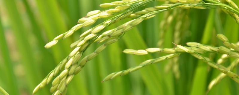 绿两优1806水稻品种简介，中籼两系杂交水稻品种