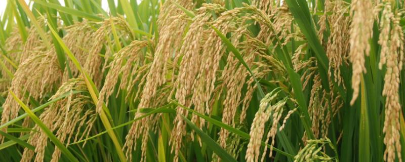 徽粳005水稻种子特点，在重病区还要注重稻瘟病的防治