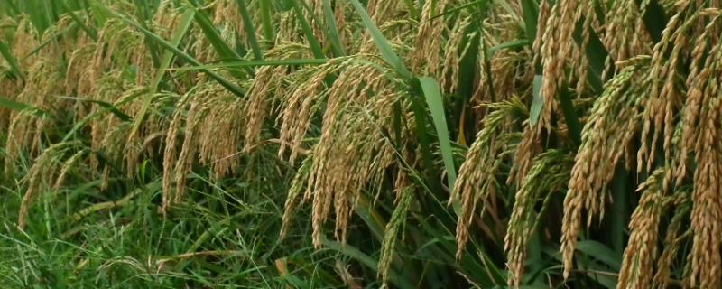 花两优38水稻品种的特性，亩播种量15-20千克