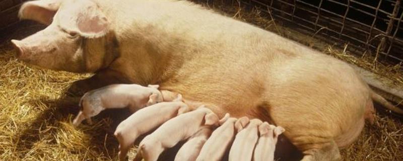 母猪死胎几天腐烂排出，一般2-3天就会自行从腹中排出